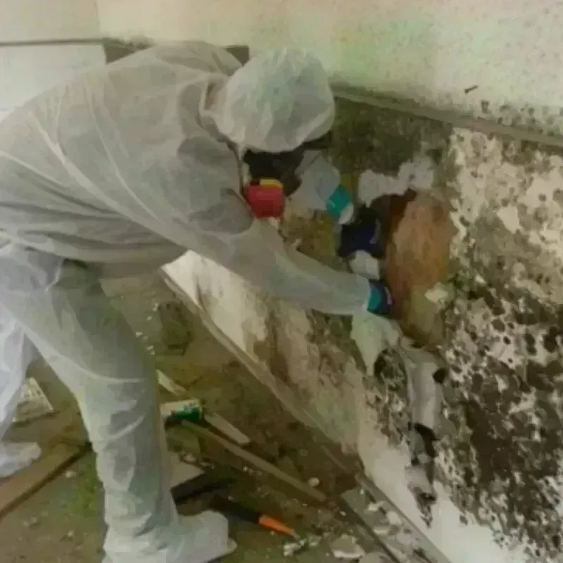 Mold Remediation and Removal in Muskogee, OK